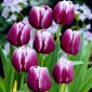 Tulipa Arabian Mystery - Tulpe Arabian Mystery - 5 Zwiebeln