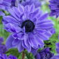 Anemone Lord Lieutenant - 8 kvetinové cibule