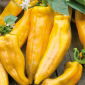 Sweet Pepper - Corno di Toro Giallo - Sweet Yellow Horns, Crunchy & Juicy - Fresh Seeds