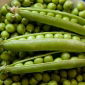 BIO - Field Pea "Progress 9" - certificeret økologiske frø - 