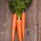 Zanahoria – Neptune F1 - Daucus carota - semillas