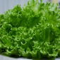 Eichenblattsalat "Querido" - 