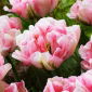 Tulpan "Finola" - 5 st paket