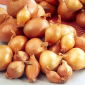 Chalota - Ambition F1 - 20 sementes - Allium ascalonicum