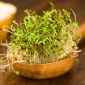 BIO - Spirer - frø - Lucerne - Medicago sativa