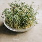 Spiring - frön - Sareptasenap - BIO - Brassica juncea