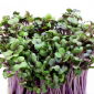 BIO - Repolho - vermelho - 2700 sementes - Brassica oleracea,convar. capitata,var. rubra.