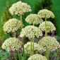 Zwarte knoflook Nigrum - 3 stks; breedbladige prei, breedbladige knoflook