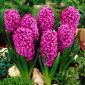 Hyacinth „Miss Saigon” - 3 buc.