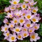 Crocus Firefly - 10 piezas