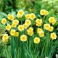 Daffodil "Sun Disc" - 5 pcs.