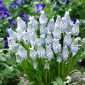 Grape hyacinth Muscari Peppermint - op. 10 pcs.