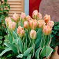 Tulipán 'China Town' - 5 db. csomag