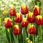 Tulipan "Denmark" - 5 stk pakke