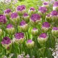 Bazsarózsa 'Exquisit' tulipán - 5 db. csomag; fagylalt tulipán