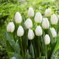 Tulip Prince Prince - Pachet 5 buc.