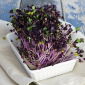 Sprouts - zaden - Koolrabi - 2600 zaden - Brassica oleracea var. Gongylodes