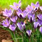 Crocus Spring Beauty - 10 db.