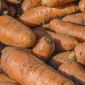 Carote - Krystyna - 150 grammi - 127500 semi - Daucus Carota