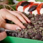 Microgreens - Basilika - Dark Opal - 1950 frön - Ocimum basilicum