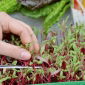 Microgreens - Bietola - 450 semi - Beta vulgaris var. vulgaris