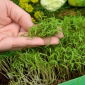 Dill - Microgreens - 1680 frön - Anethum graveolens L.