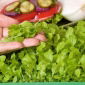 Microgreens - Lechuga verde - 1250 semillas - Lactuca sativa