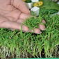 Spinat - Microgreens - 800 frø - Spinacia oleracea L.