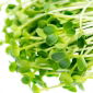 Sprouts - zaden - Tuinradijs - 850 zaden - Raphanus sativus