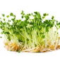 Semințe pentru germinare - Rucola - 100 g - Aromă picantă, cu note de nucă, gata în 5 zile - Semințe proaspete