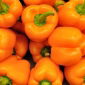 Paprika 'Revue' – Süß