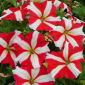 Zweifarbige Petunie – rot