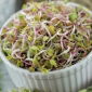 BIO Sprouting seeds - Daikon - certified organic seeds; winter radish