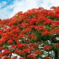 Royal Poinciana magok - Delonix regia - 5 mag