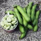 Hạt đậu Bartek rộng - Vicia faba - Vicia faba L.