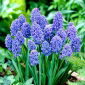 Muscari Blue Spike - Grape Hyacinth Blue Spike - 10 bulbs