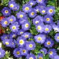 Nolana Blue Bird semená - Nolana grandiflora - 125 semien - Nolana paradoxa