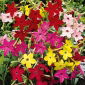 Okrasné tabakové zmesi - Nicotiana x sanderae - 3000 semien - semená