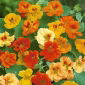 Zwerg Kapuzinerkresse gemischte Samen - Tropaeolum majus var. Nanum - 24 Samen - 