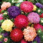 Aster - Paeony - Mixed - Callistephus chinensis - Gorgeous Peony-Like Blooms in Every Colour! - Fresh Seeds