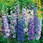 Градинска лаврак - разнообразен микс - 225 семена - Delphinium x. cultorum.