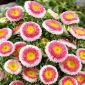 Reina Margarita - Hi-No-Maru - Callistephus chinensis - Belleza bicolor, perfecta para ramos - Semillas frescas