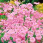 Respiração do bebê anual rosa, respiração do bebê vistoso - 1400 sementes - Gypsophila elegans