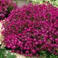 Carmine-red edging lobelia; garden lobelia, trailing lobelia - 3200 seeds