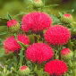 Cirsium - 45 semillas
