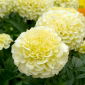 クリーミーホワイトのメキシカンマリーゴールド「キリマンジャロ」 -  90粒 - Tagetes erecta fl. pl.  - シーズ