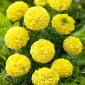 Fløjlsblomst - Opret - Mery Helen - 270 frø - Tagetes erecta