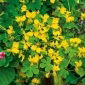 Canary Creeper, Canary Bird Semená viniča - Tropaeolum peregrinum - 22 semien