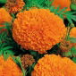 Fløjlsblomst - Opret - Hawaii - 270 frø - Tagetes erecta