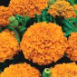 Fløjlsblomst - Opret - appelsin - 300 frø - Tagetes erecta